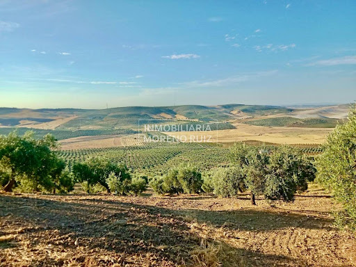 Property purchase in Baena (Spain) - Hills and olive grove landscape