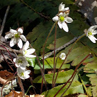 Hepatica (Sharp-lobed Liverleaf)