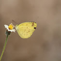 Common Grass Yellow