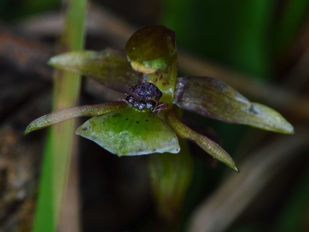 Dainty Bird Orchid