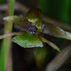 Dainty Bird Orchid