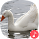 Download Appp.io - Goose Sounds For PC Windows and Mac 1.0.2