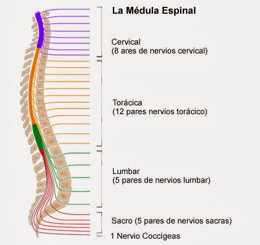 Resultado de imagen de médula espinal