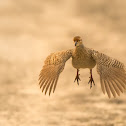 Grey Francolin