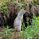 Arctic Ground Squirrel