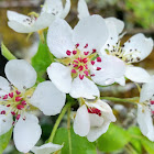 Black hawthorn