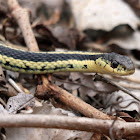 Eastern Garter Snake