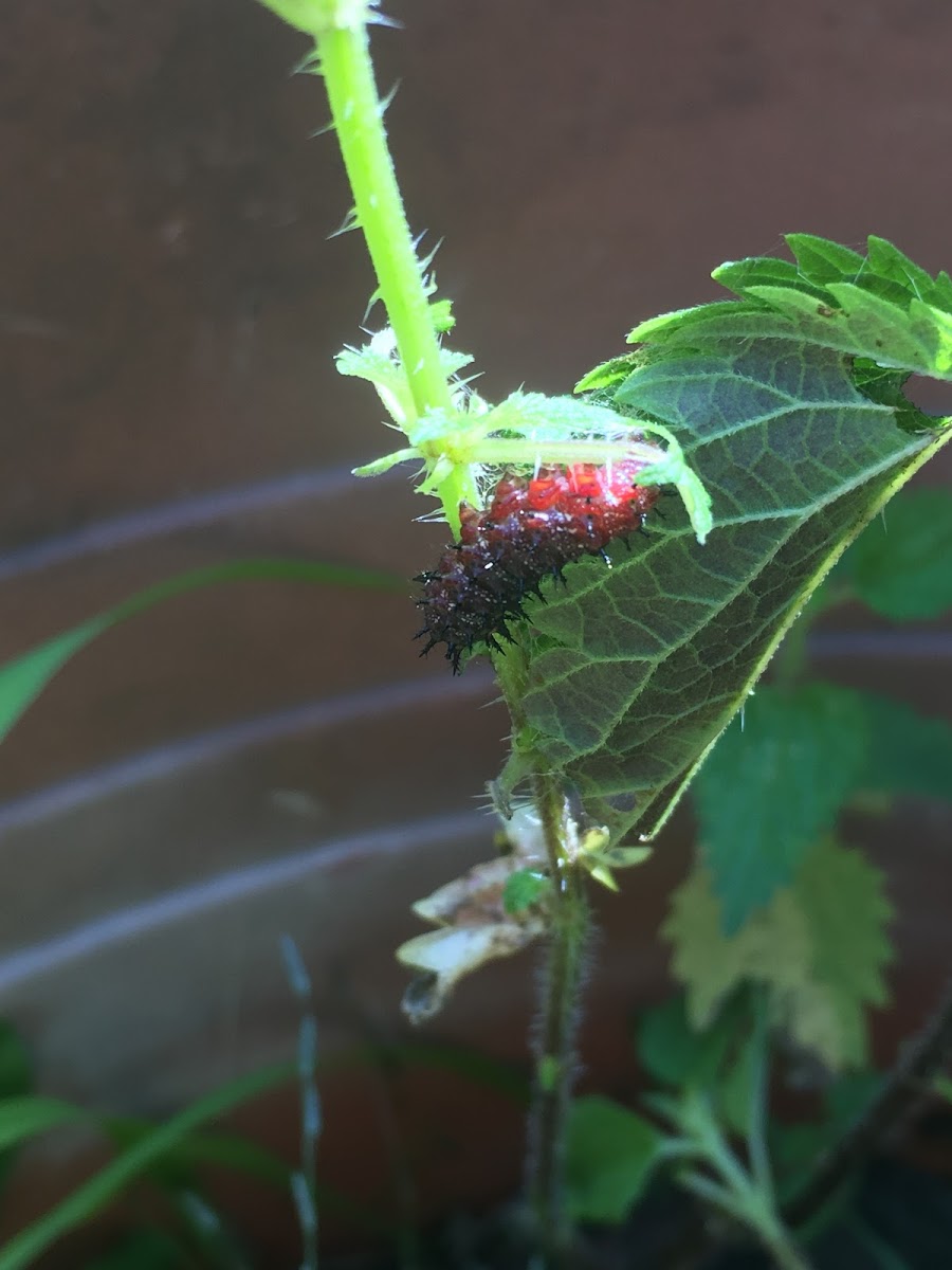 Red Admiral Butterfly