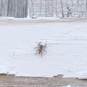 Tan Jumping Spider