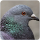 Download Pigeon Bird Call : Pigeon Song and Pigeon Sound For PC Windows and Mac 1.1.0