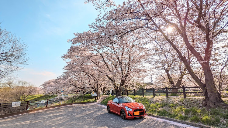 コペンのサクラと愛車・桜とコラボ🌸・ドライブ・桜と愛車・コペンローブに関するカスタム事例の投稿画像1枚目