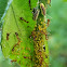 Ant, aphids and ladybug larva