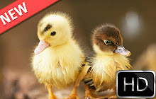 Ducks HD new free tab theme small promo image