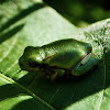 Tree Frog