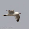 Audouin's Gull; Gaviota de Audouin