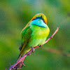 Little green bee-eater