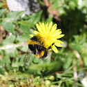 Large earth bumblebee