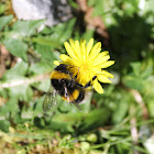 Large earth bumblebee