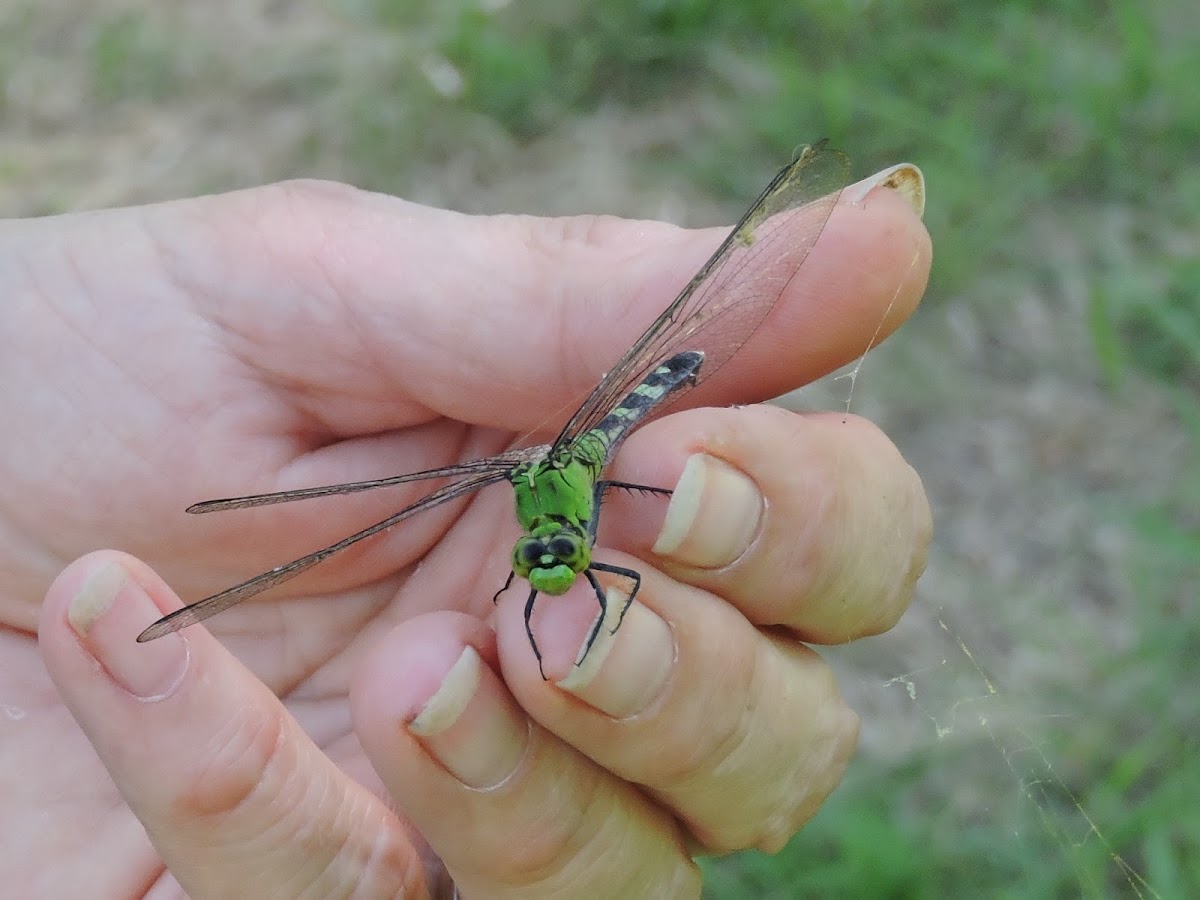 Eastern Pondhawk Dragonfly (male)