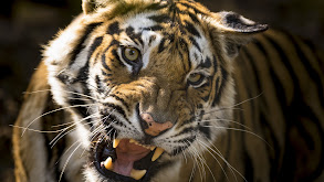 Tiger thumbnail