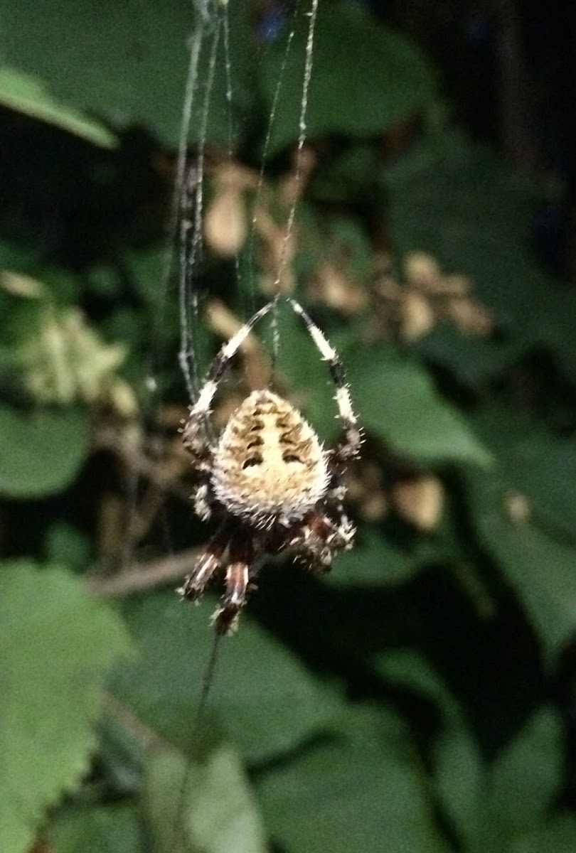 Garden Orb Weaver