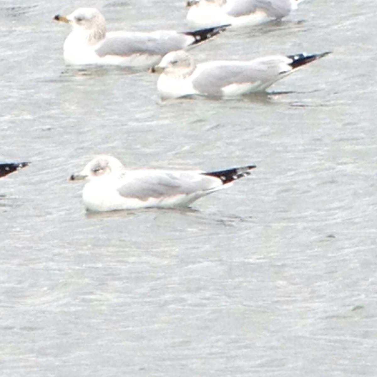 Ring-billed Gull