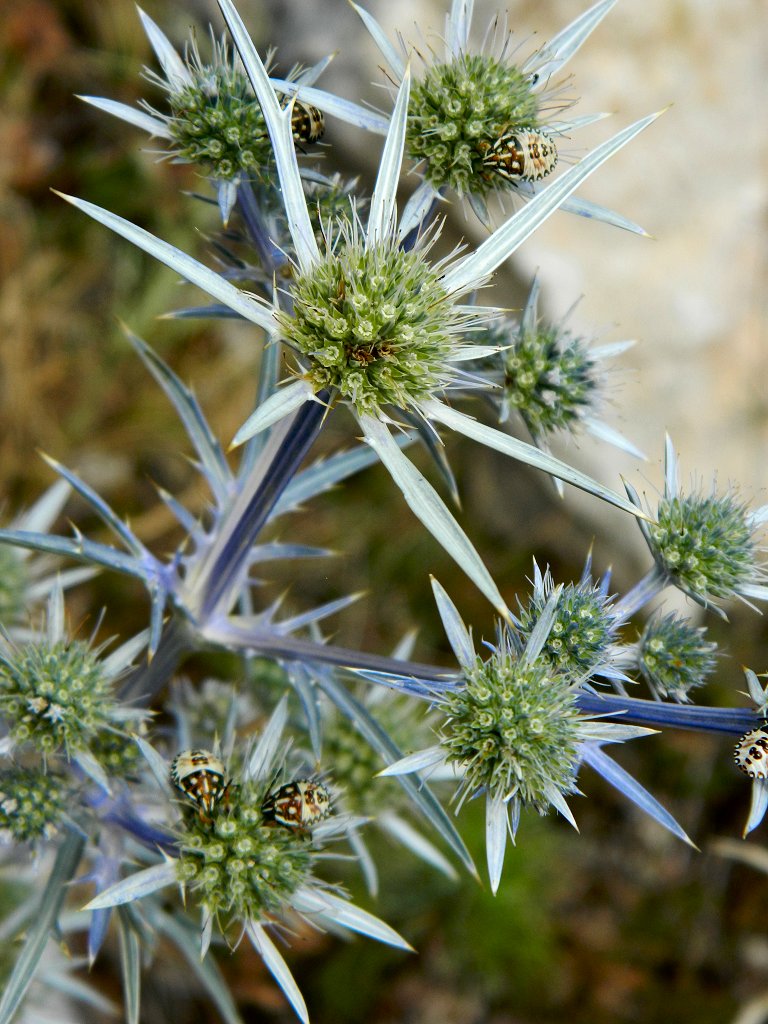 The amethyst eryngo (ερύγκιο)