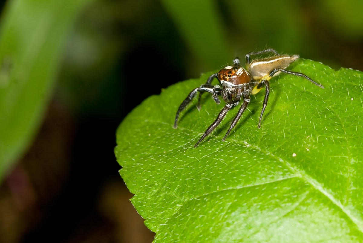 Araña Saltadora