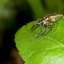 Araña Saltadora