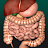 Internal Organs in 3D Anatomy Icon