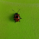 Swamp Milkweed Leaf Beetle