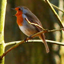 European robin