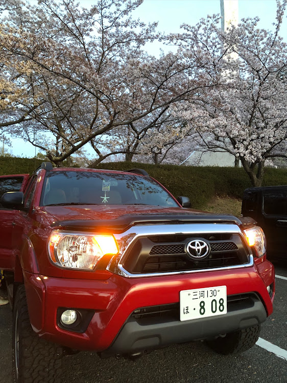 タコマの桜とコラボ🌸・サクラと愛車・花粉やべぇ・赤の魔法♥️・タコマバハに関するカスタム事例の投稿画像2枚目