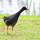 Frango-d'água-comum (Common Gallinule)