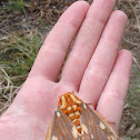 Regal Moth