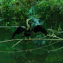 Oriental darter