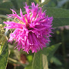 Missouri ironweed