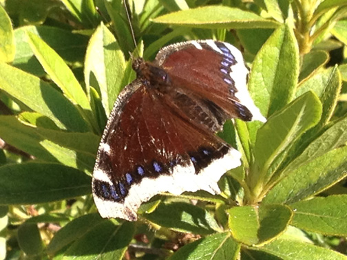 Mourning Cloak