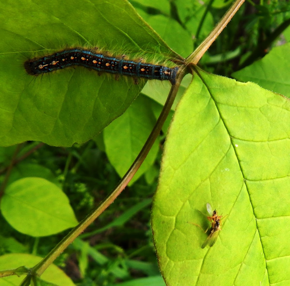 Forest tent caterpillar