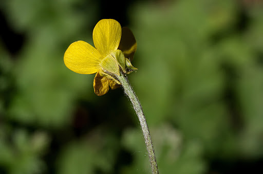 Ranunculus bulbosus