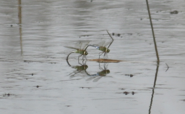 Common Green Darner