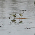 Common Green Darner