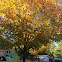 Sugar Maple Tree