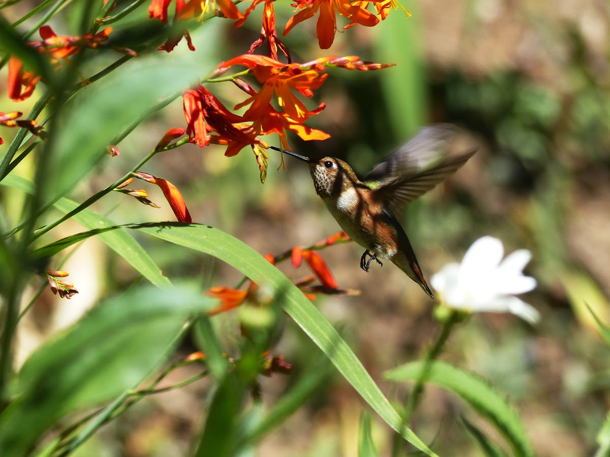 Rufous Hummingbird