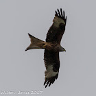 Red Kite