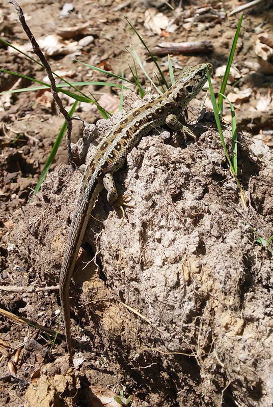 Sand lizard