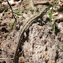 Sand lizard