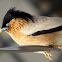 Brahminy starling