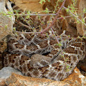 Western Diamondback Rattlesnake