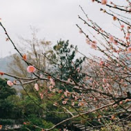 巧克力雲莊